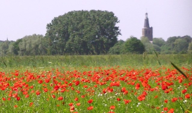 Foto: Thea Willems | Fotonummer: 32fdcb