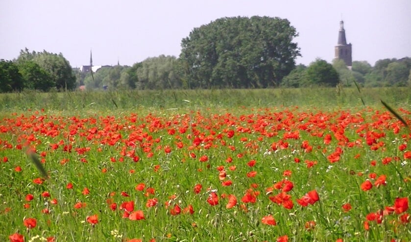Foto: Thea Willems | Fotonummer: 32fdcb