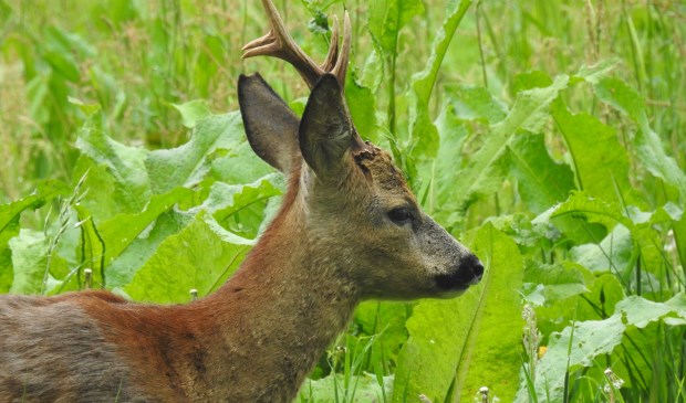 Foto: Frans Rijkers | Fotonummer: 6a5caa