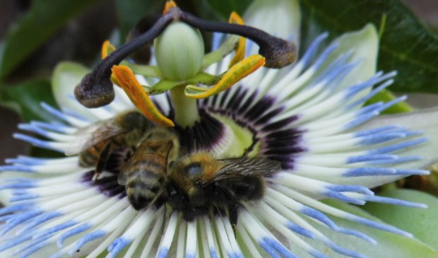Een bij en een hommel gebroederlijk samen | Fotonummer: 98fc7d