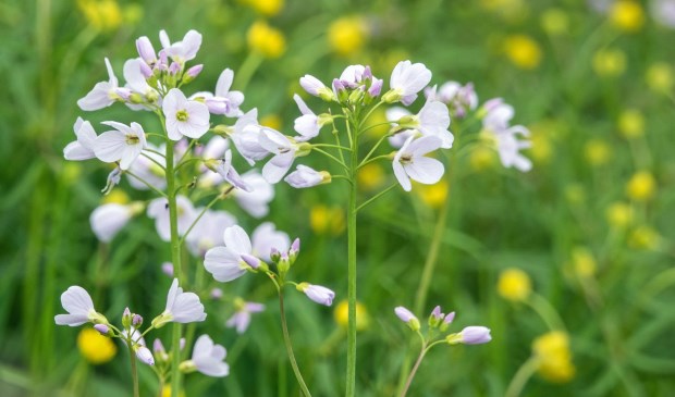Lente in de Sort | Fotonummer: 892616