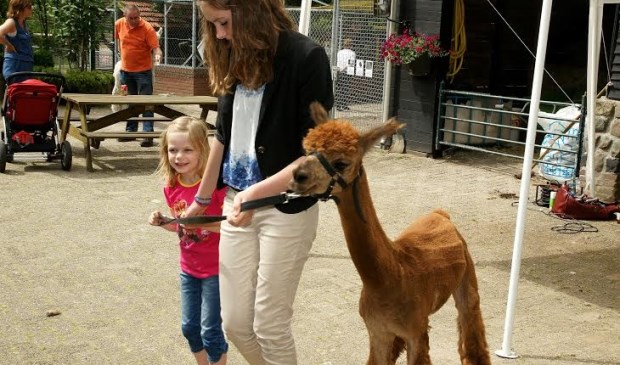 Kom eens wandelen met een alpaca. Leuk! | Fotonummer: 9befd0