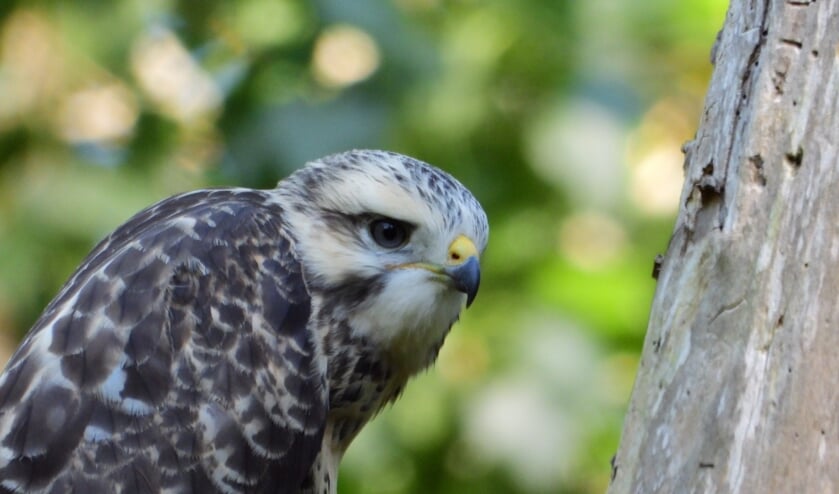 De jonge buizerd. | Fotonummer: 85b394