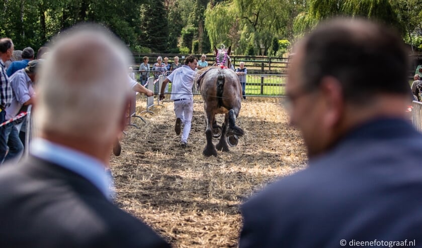 De paarden trokken veel bekijks. | Fotonummer: 60986f