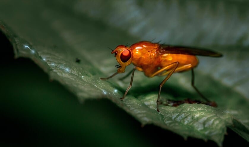 The fruit fly ages many thanks to LED gentle |  Dutch newspaper