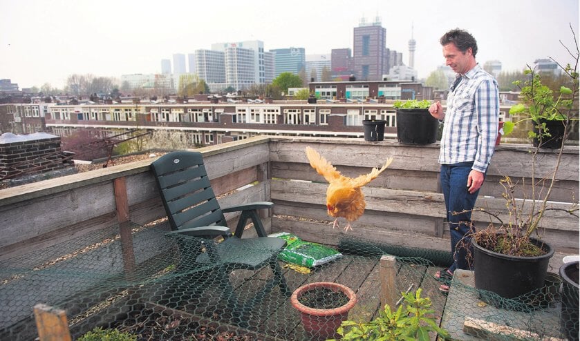 Kippen in de tuin of op het balkon Nederlands Dagblad