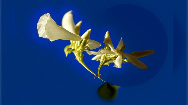 Flora anders in beeld gebracht.