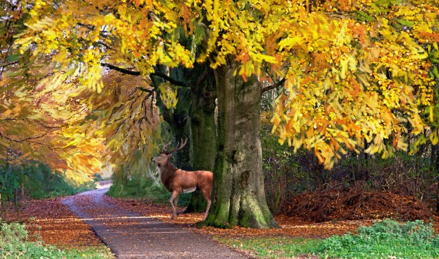 Foto door Bertus van Gils.
