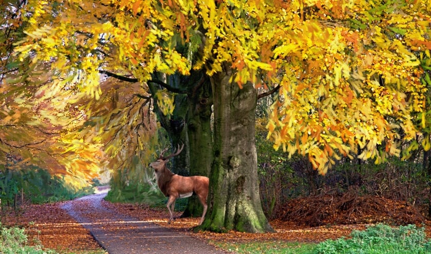 Foto door Bertus van Gils.