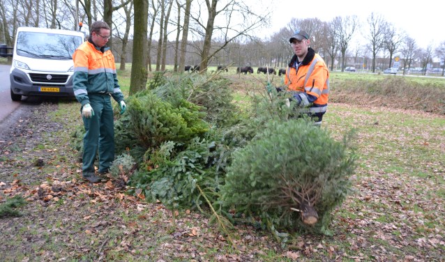 In 2018 werden er al veel kerstbomen ingezameld.