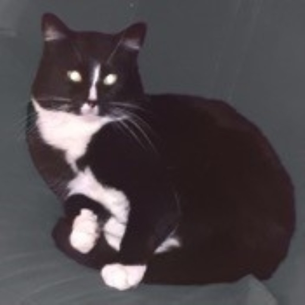 Felix de kat raakte vermist tijdens de feestdagen.