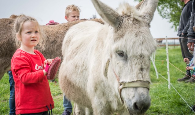 Florine aait ezeltje Fee met haar borstel en wil nog vaak naar de kinderboerderij van De Leemberg.