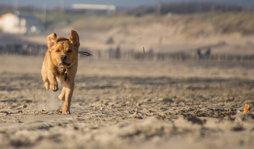 Spektakuläres Hundewochenende steht bevor |  Halsterse-zuidwestkrant – Neuigkeiten aus Halsteren und der Südwestecke