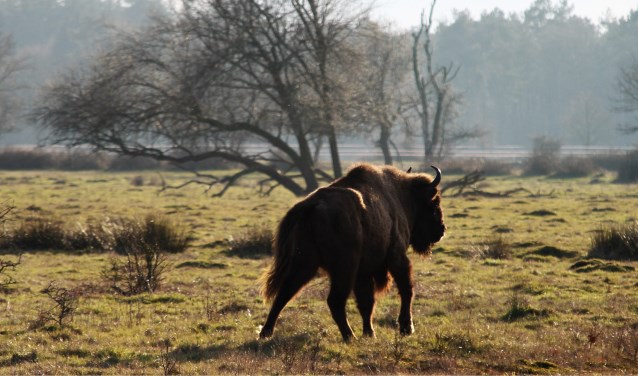 (Archieffoto: Wilma van de Laar)