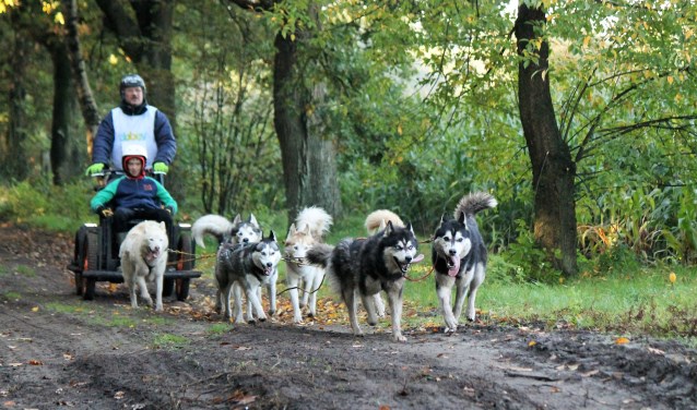 Een sledehondenteam rent door de Staatsbossen bij Landhorst.