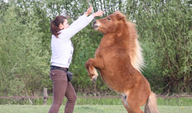 Megan Bakker verzorgt tijdens de fokpaardendag in Sint Anthonis demonstraties.