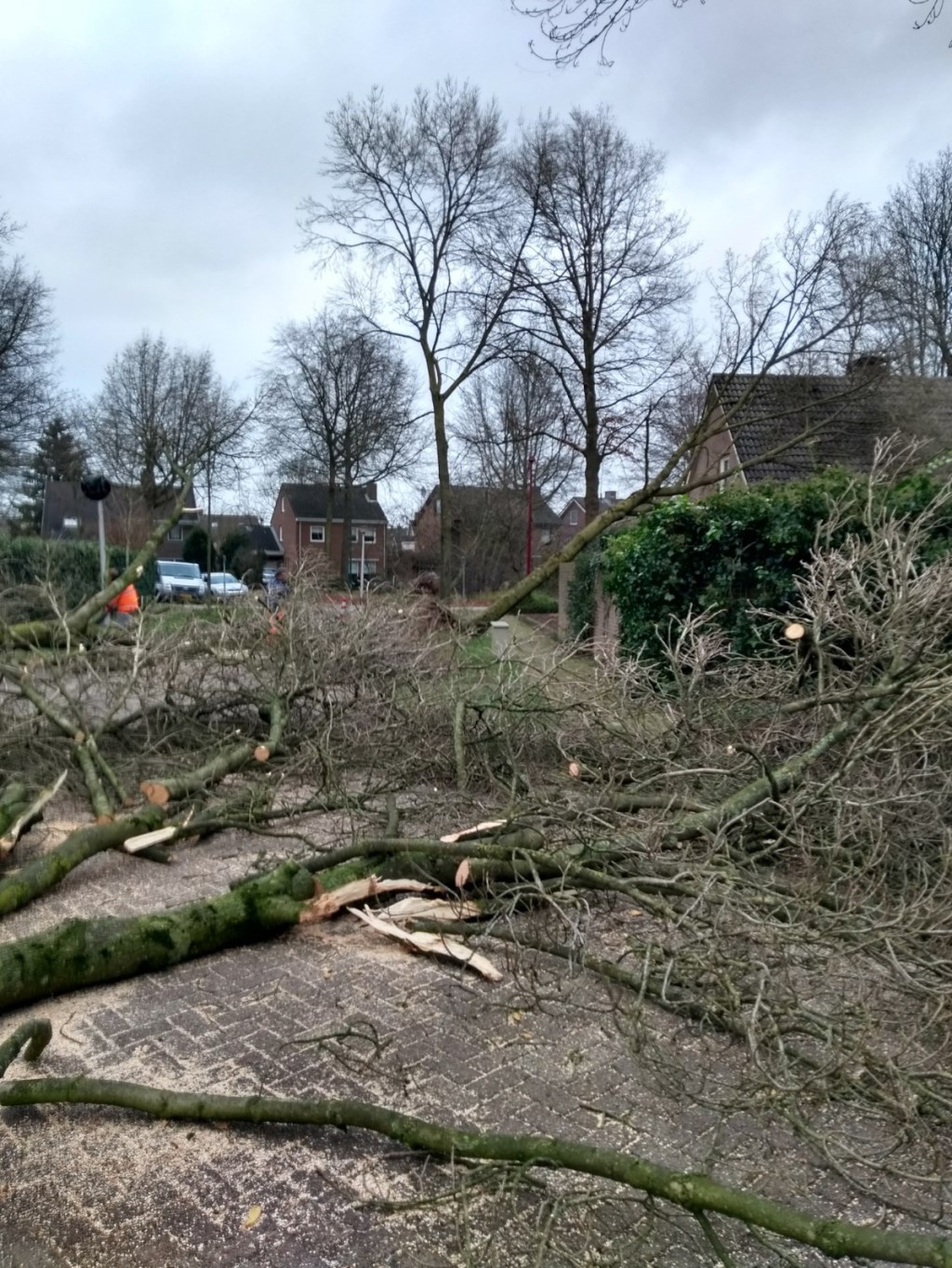 Vier bomen omgevallen in Kasteleinstraat te Oss. (Foto: Tinie Pijnappels)