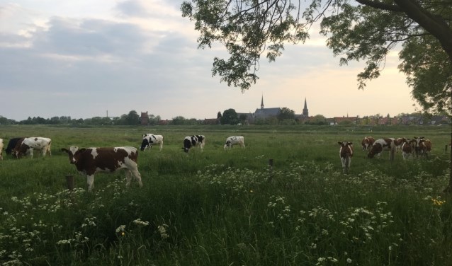 Een wandeling door de natuur rondom Megen.