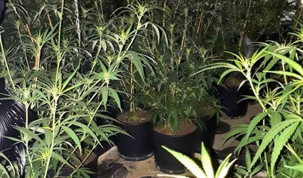 Politie rolt hennepkwekerij op in Hertogin Hermingardisstraat (Foto: Facebook politie Oss)