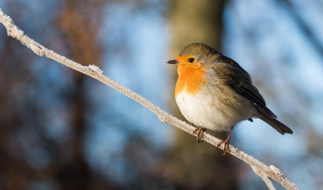 De Roodborst in de winter.
