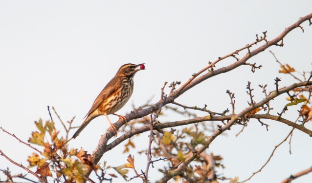IVN Grave is op zoek naar amateur-natuurfotografen om een werkgroep natuurfotografie op te richten. (foto: René van den Heuvel)
