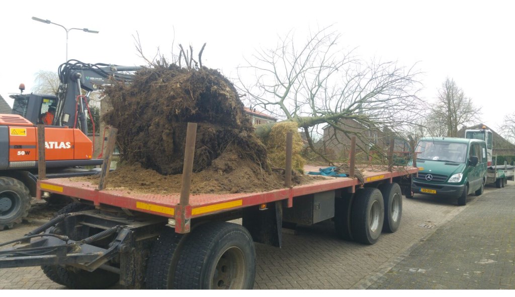 Boom in de Dorpstraat in Macharen.