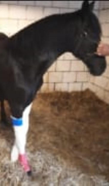 Het paard. (Foto: Facebook politie Oss)