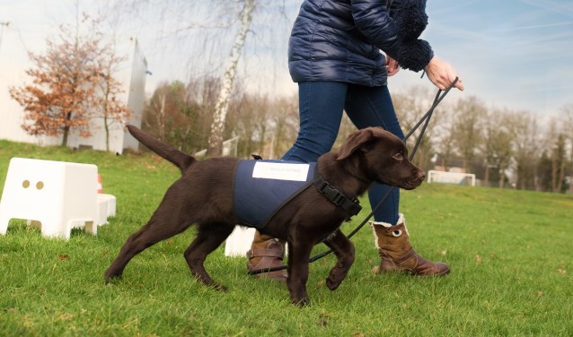 De stichting zoekt gastgezinnen die zin en tijd hebben met de stichting een pup op te voeden