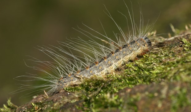 Eikenprocessierups.