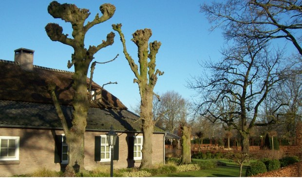 Monumentale bomen aan de Bedafseweg