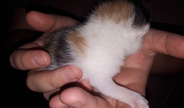 Politie Oss zoekt eigenaar van kitten. (Foto: Facebook politie Oss)