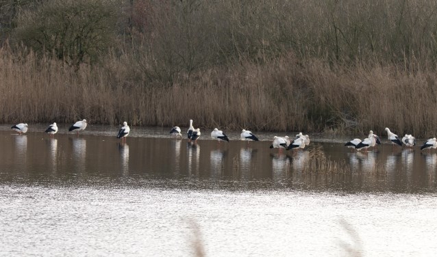 Ooievaars in Macharen. (Foto: Gerard Beck)