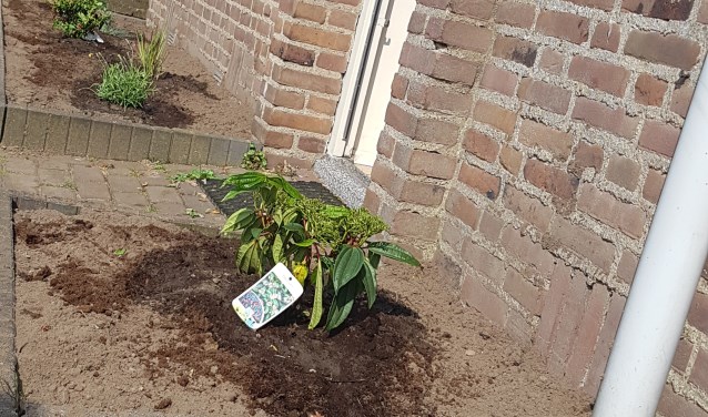 Heeft u een idee om een buurt groener te maken? (Archieffoto van een geveltuin)
