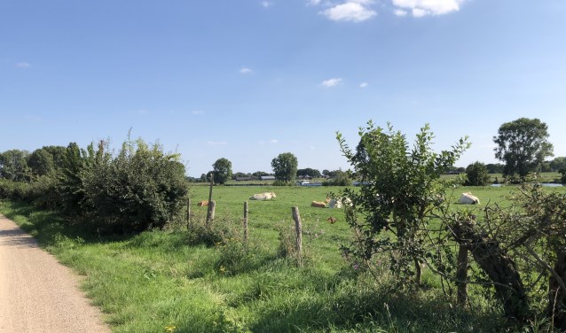 In de maasheggen vallen regelmatig gaten. Deze wil de gemeente herstellen. (Foto: Jos Gröniger)