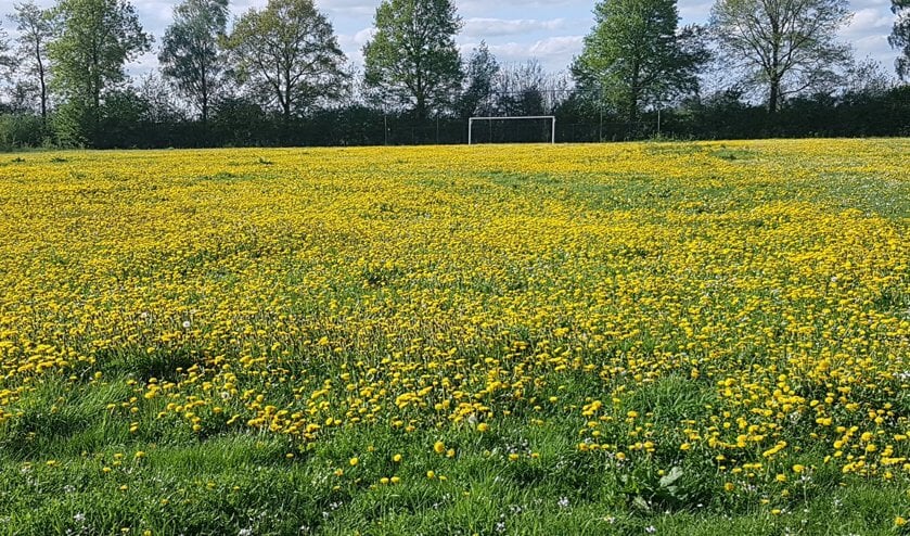 Een leeg veld in Macharen