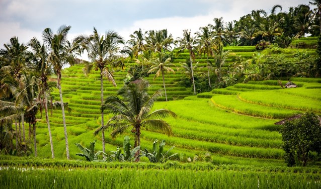 De komende Reizen Proeven gaat over Indonesië.