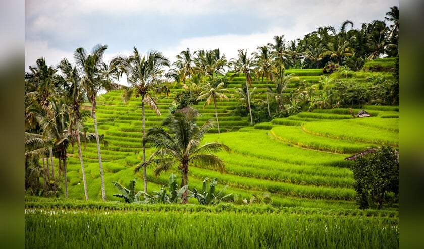 De komende Reizen Proeven gaat over Indonesië.