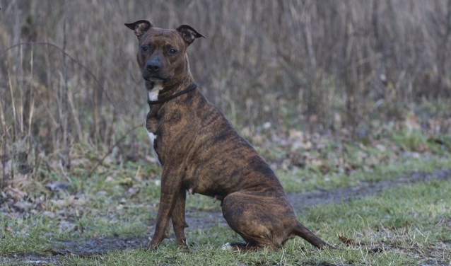 Sky, een stafford kruising van 3 jaar oud