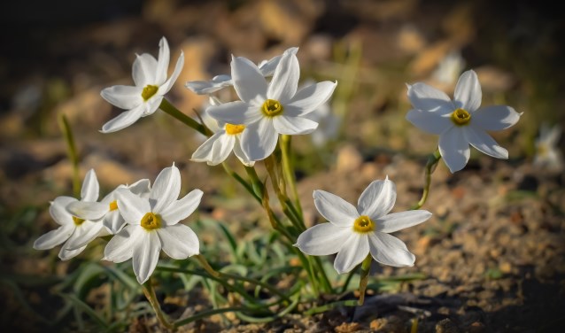Daffodils.