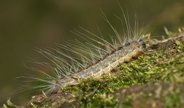 Eikenprocessierups.