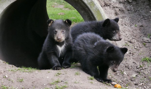 Dierenpark Zie-ZOO is momenteel het enige dierenpark in Nederland met Amerikaanse zwarte beren.