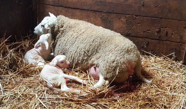 Kom ook naar de lammetjesdag bij De Wereldboom.