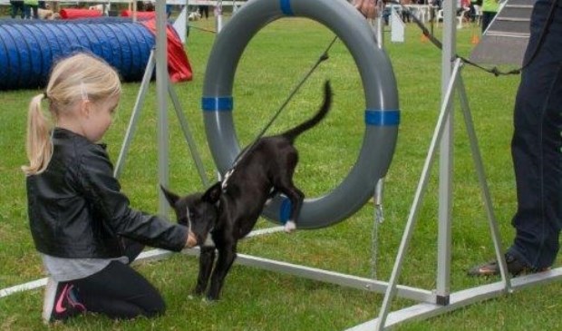 Demonstraties en activiteiten tijdens de 'Dag van de Hond'.