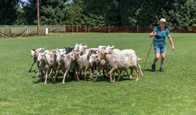 Schapendag vorig jaar (foto: Peter Noy)