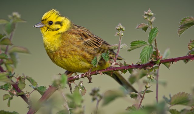 De Geelgors, een kenmerkende vogel van de Maashorst (foto: John Hermans)
