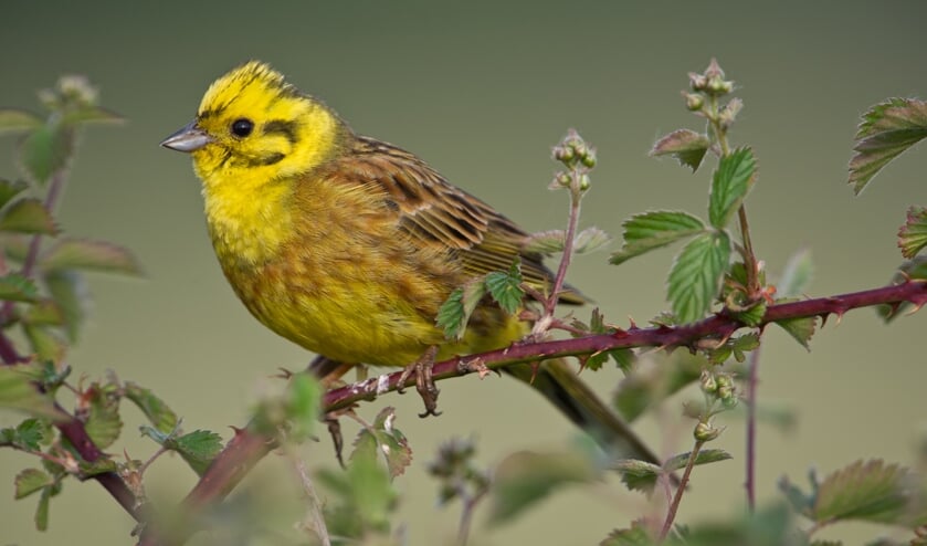 De Geelgors, een kenmerkende vogel van de Maashorst (foto: John Hermans)