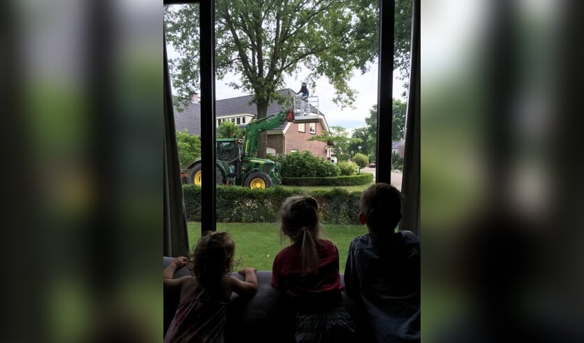 Gemeente Oss bestrijdt eikenprocessierups