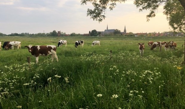 Natuurwandeling door Haren