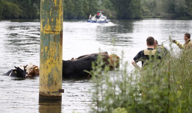Stieren zijn vanmiddag de Maas ingerend nadat één van de dieren de rest wilde bespringen.