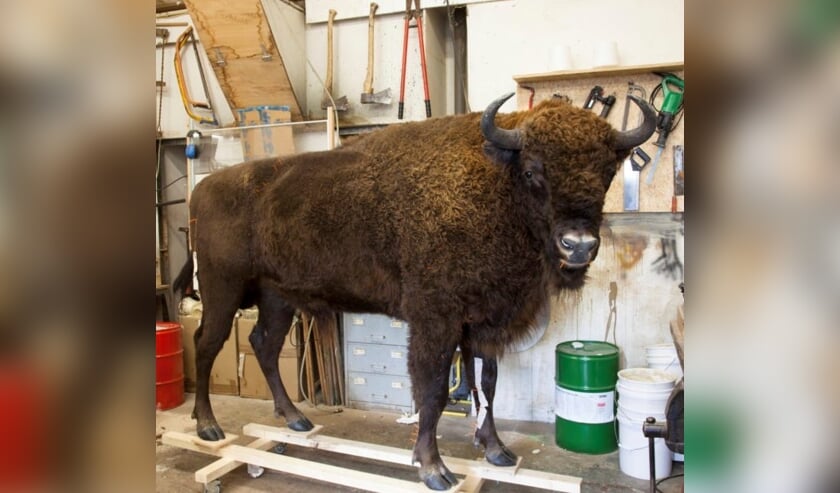 De opgezette Wisent Shogun